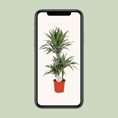 Dracaena Warneckei – Pflegeleichter Drachenbaum Ø21cm, 90cm hoch
