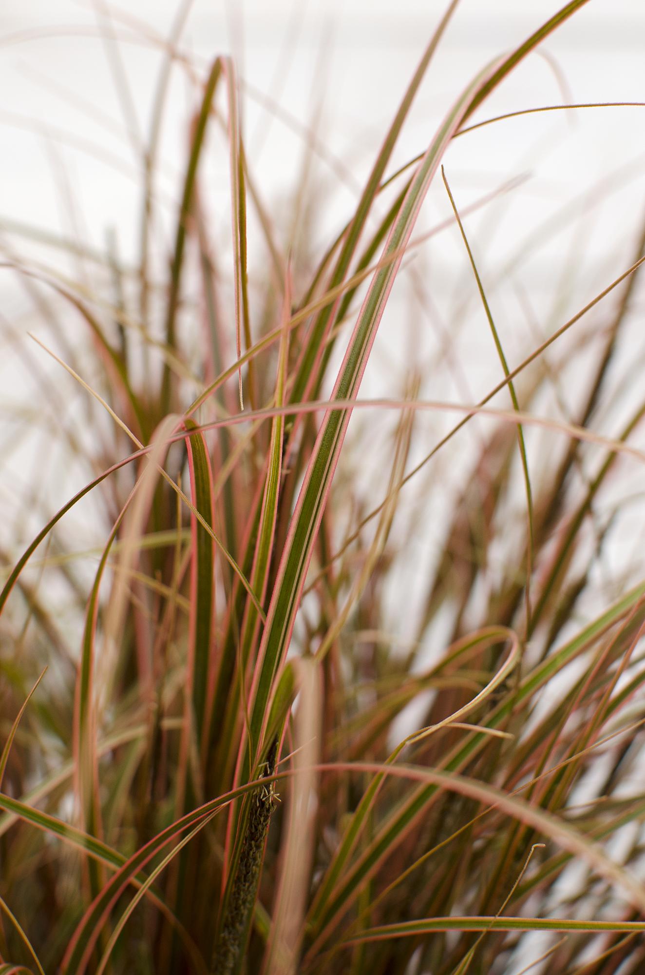 Uncinia rubra Everflame – Rotes Ziergras Ø19cm
