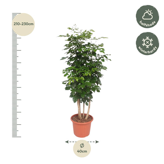 Radermachera Hainanensis – Elegante pflegeleichte Zimmerpflanze 190 cm