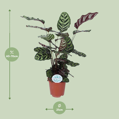 Calathea Makoyana – pflegeleichte Zimmerpflanze Ø21cm
