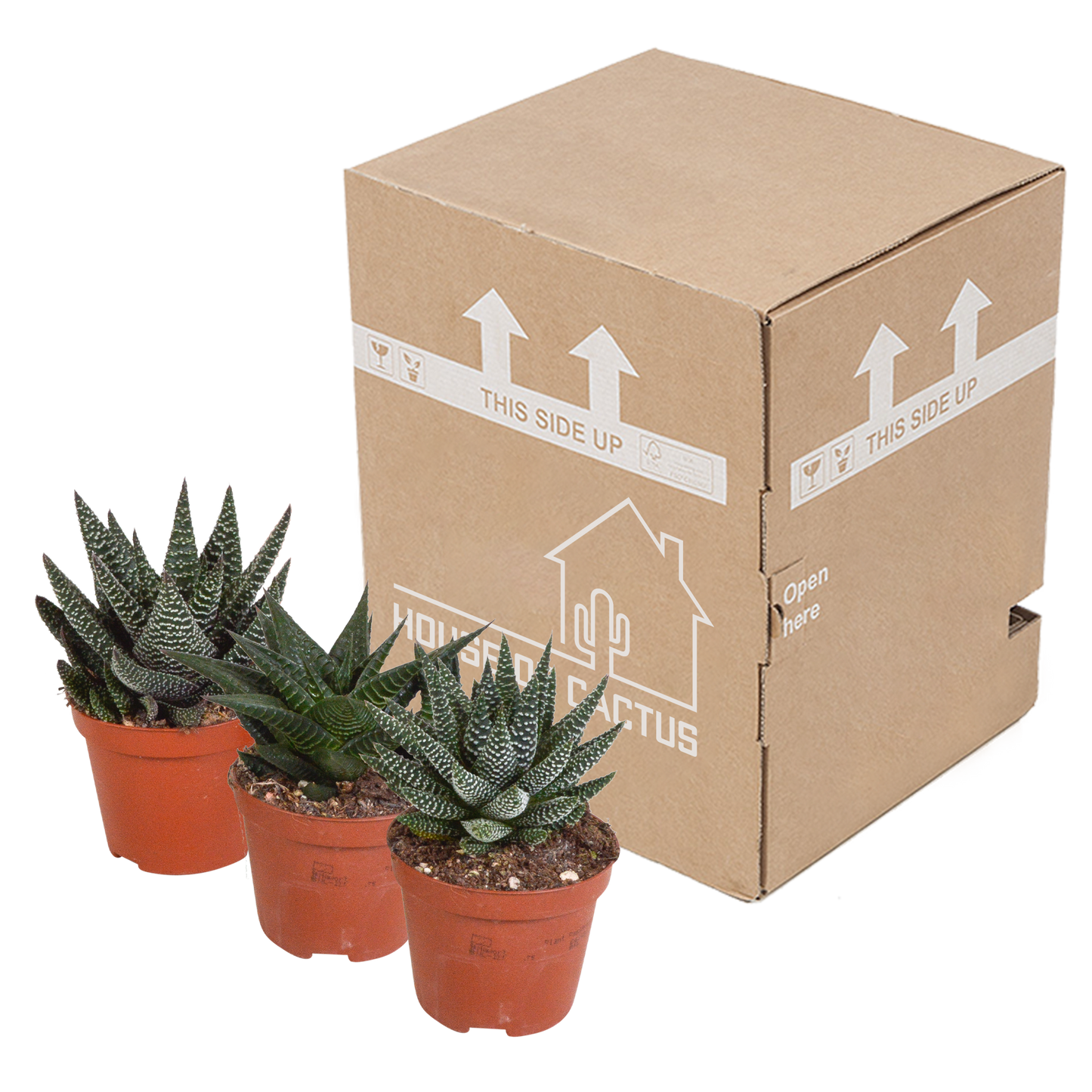 Gasteria & Haworthia Sukkulenten-Mix 3er Set 8,5 cm