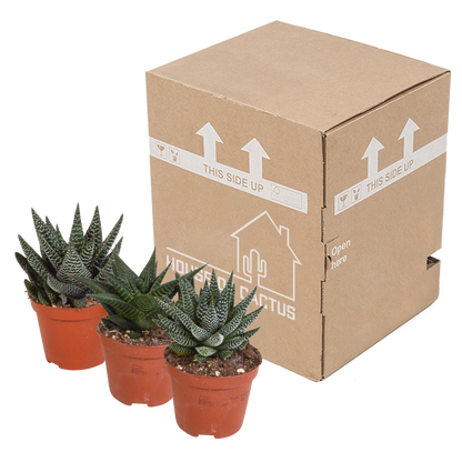 Gasteria & Haworthia Sukkulenten-Mix 3er Set 8,5 cm