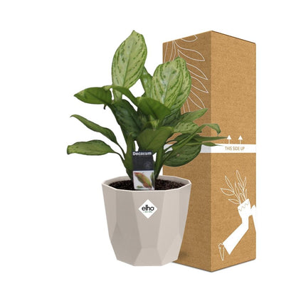 Aglaonema Christina in ELHO b.for rock 14 cm warm grey