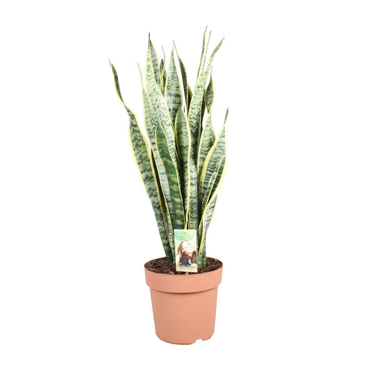 Sansevieria trifasciata Laurentii – Schwiegermutterzunge Ø24cm