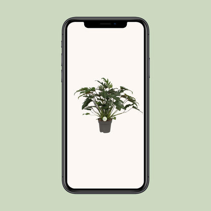Philodendron Xanadu – pflegeleichte Zimmerpflanze Ø21cm