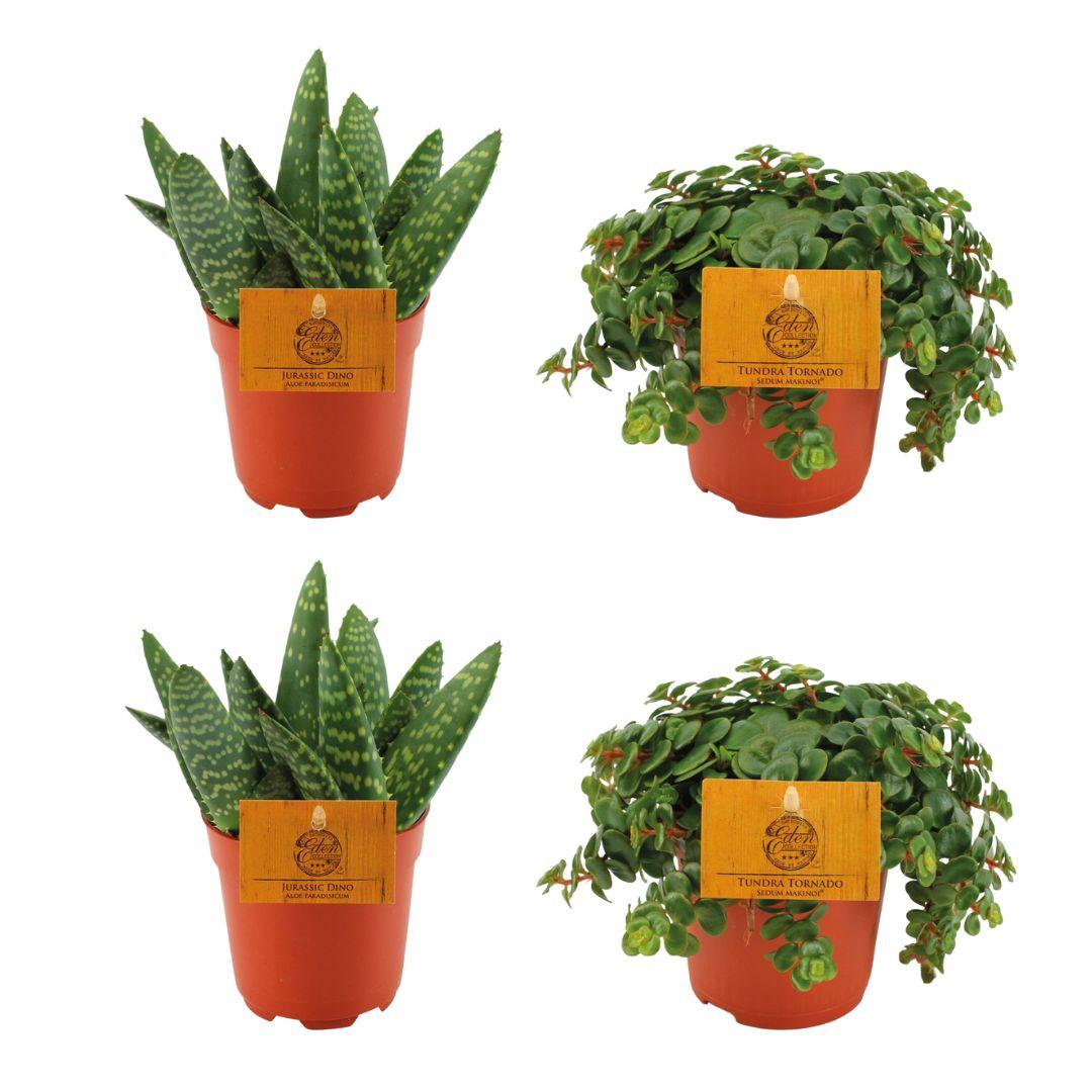 Set aus 2 Aloe Paradisicum & 2 Sedum Tornado – pflegeleicht & modern