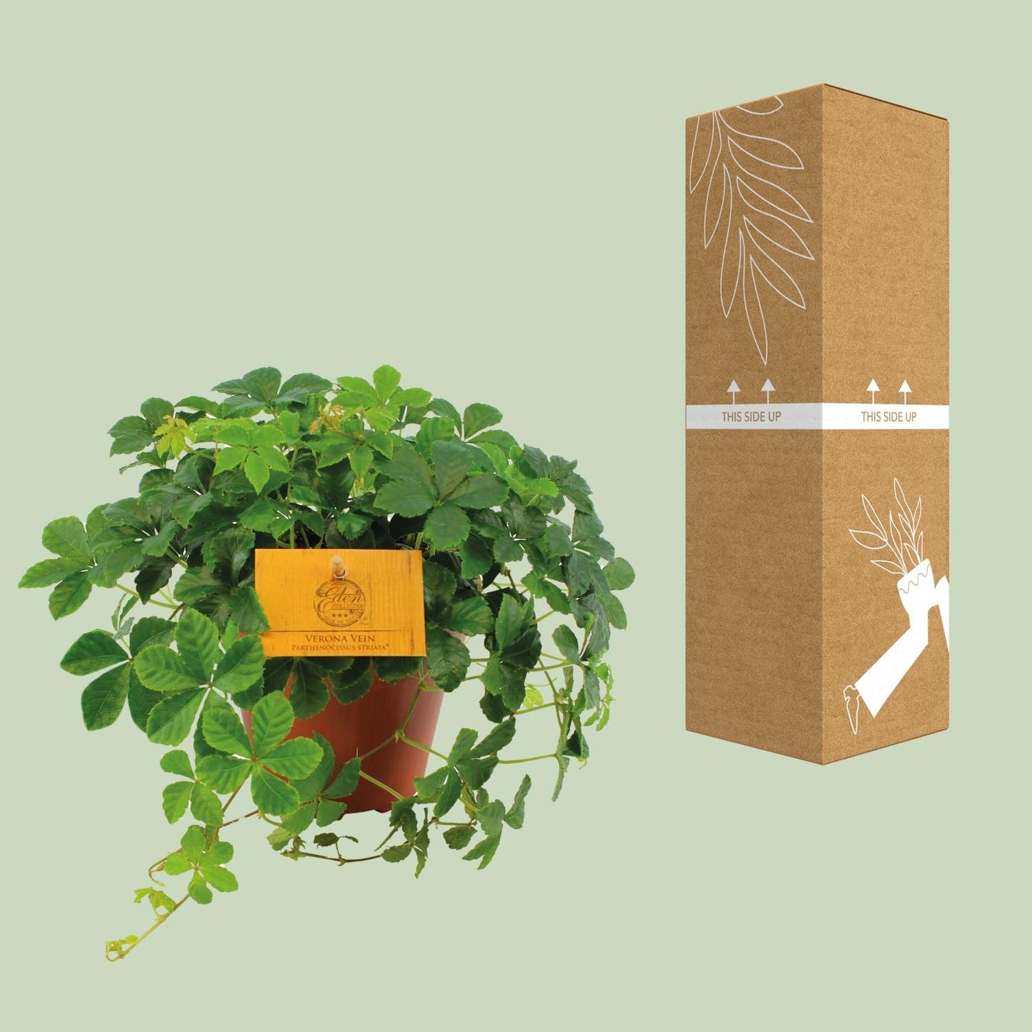 Jungfernrebe 'Striata' – Purpurrote Kletterpflanze Ø12cm