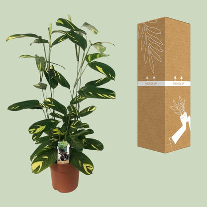 Ctenanthe Lubbersiana – Pflegeleichte Trendpflanze Ø21cm