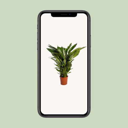 Spathiphyllum Sweet Sebastiano – Elegante Friedenslilie Ø24cm