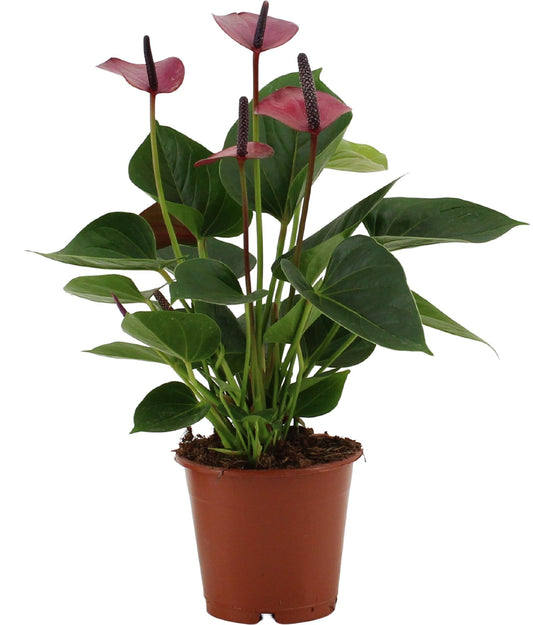 Anthurium Baby Purple – Tropische Zimmerpflanze Ø12cm