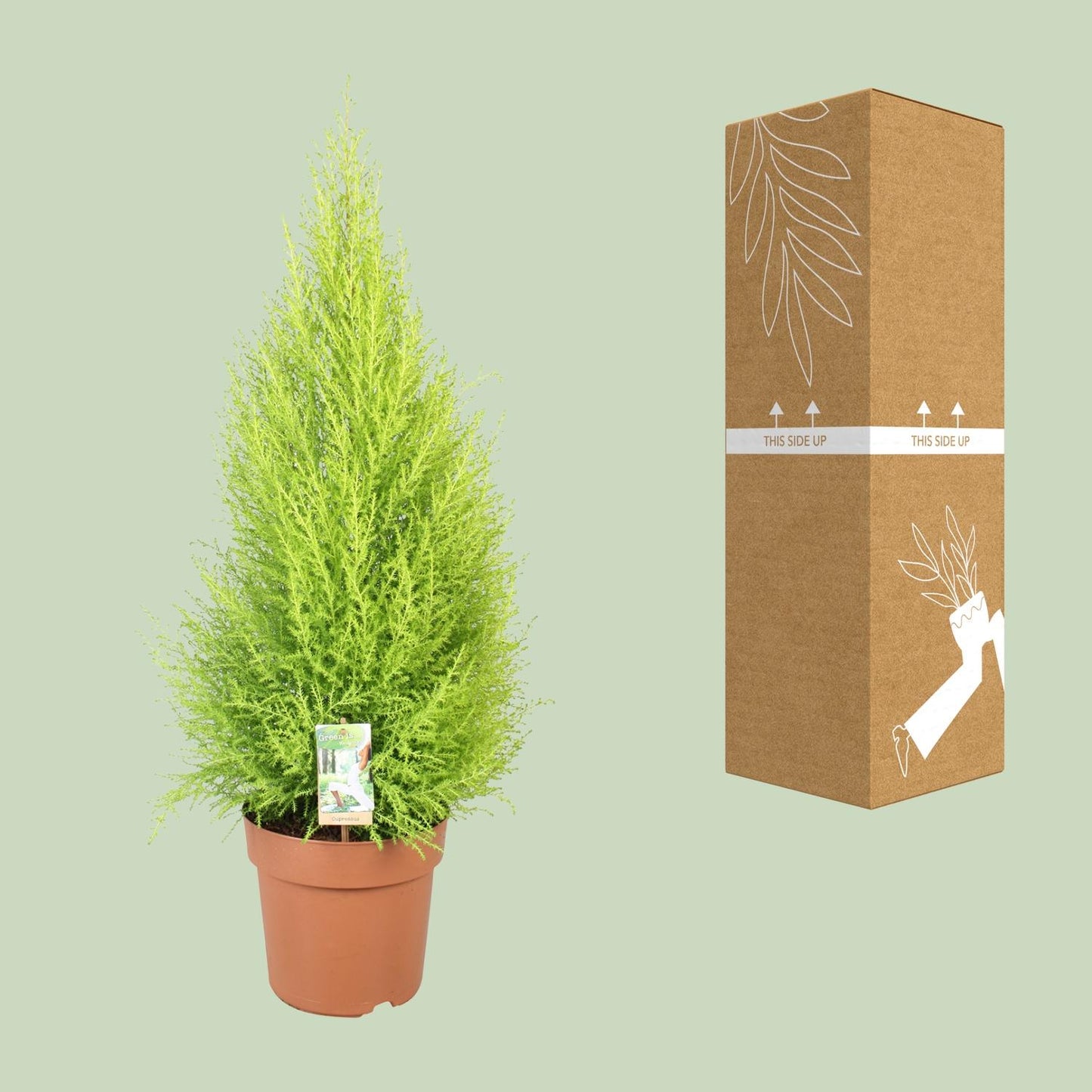 Cupressus Goldcrest Wilma – Kompakte Goldzeder Ø21cm, 90cm hoch