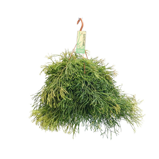 Rhipsalis Clavata – pflegeleichte Hängepflanze Ø21 cm