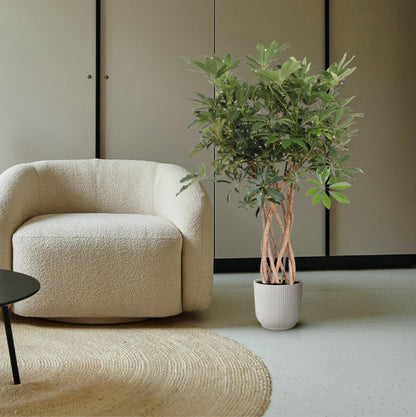 Schefflera Arboricola Compacta mit geflochtenem Stamm – 130 cm