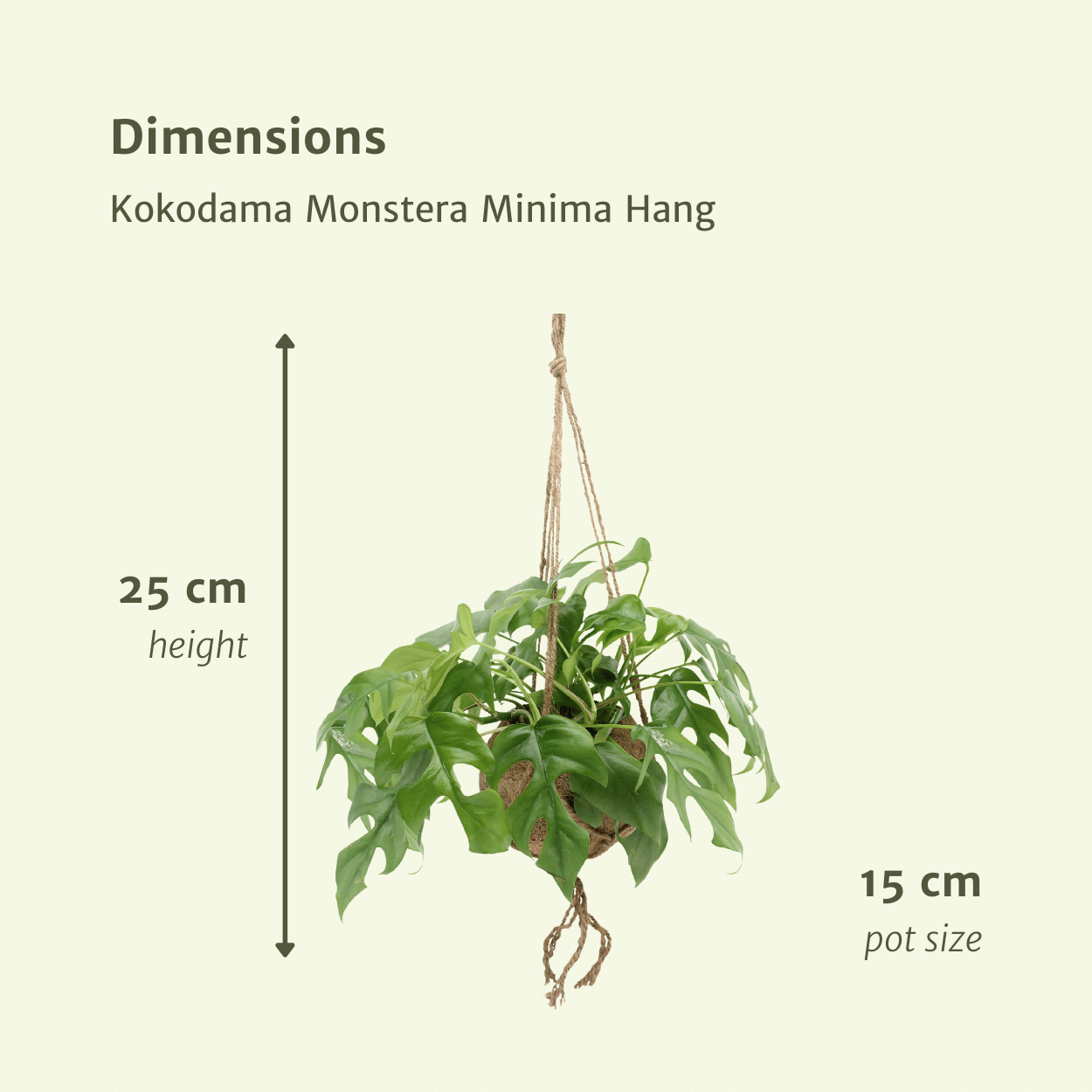 Kokodama Monstera Minima Hang – 2er Set Ø15 cm