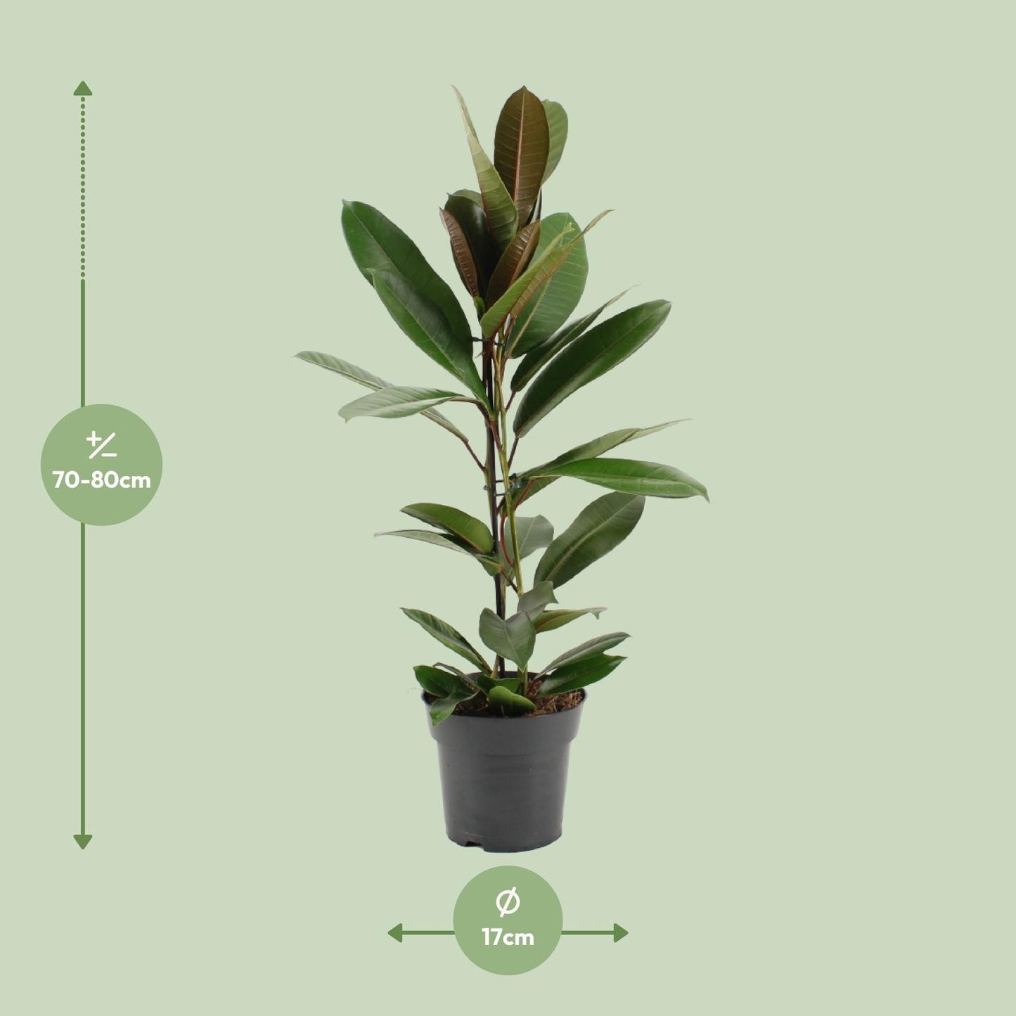 Ficus America Tresor Ø17cm – Pflegeleichter Zimmerbaum