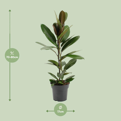 Ficus America Tresor Ø17cm – Pflegeleichter Zimmerbaum