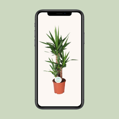 Yucca Palme – Ø21cm, 90cm hohe pflegeleichte Zimmerpflanze
