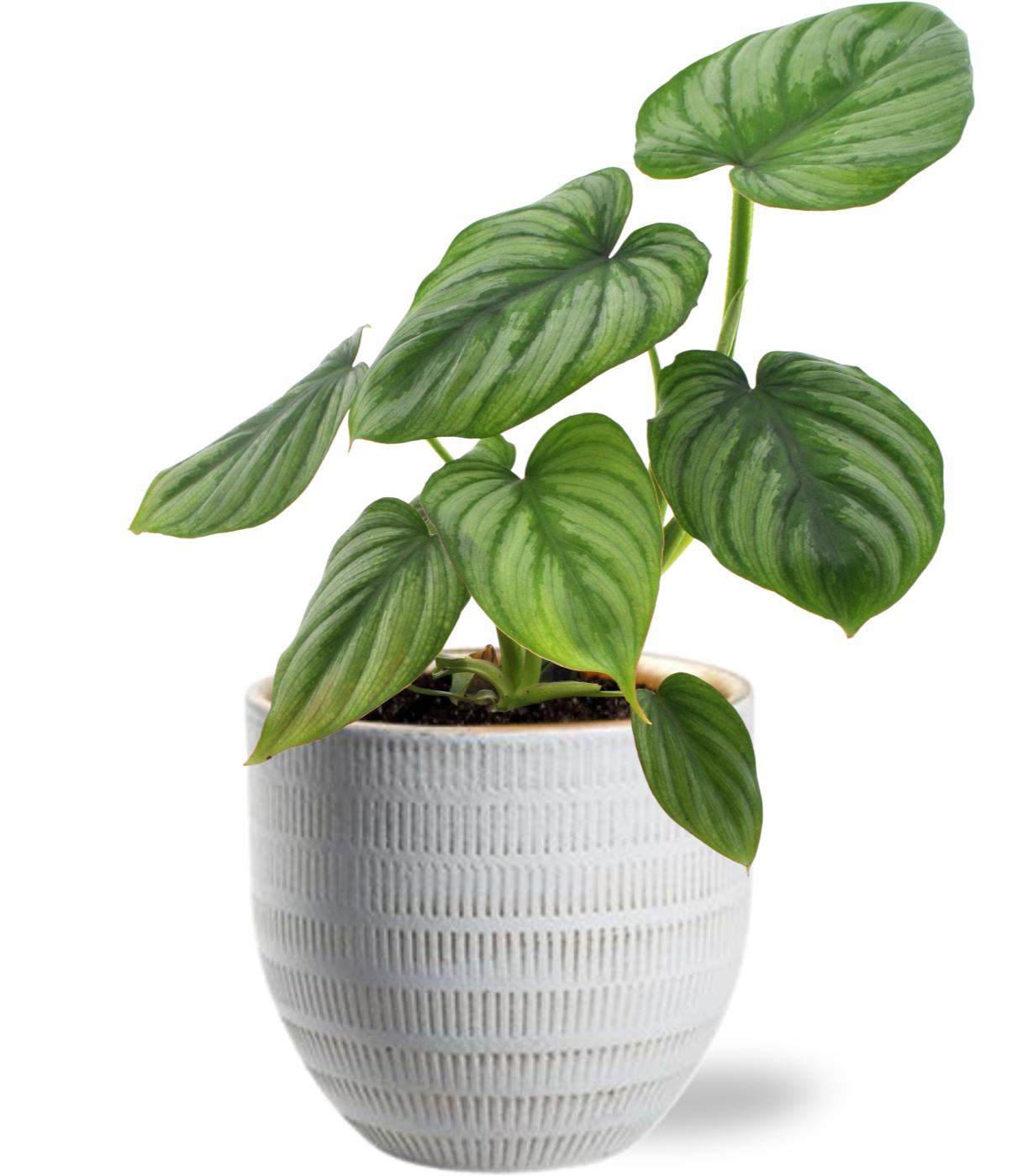 Philodendron Mamei mit weißem Beau Pot Ø14 cm