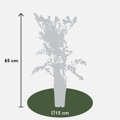 2x Campsis Summer Jazz 'Gold Trumpet' – Trompeten-Kletterpflanze, 65 cm