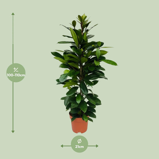 Afrikanische Feige – Pflegeleichte Zimmerpflanze Ø21cm, 105cm
