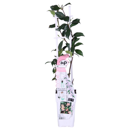 2x Trachelospermum 'Star of Ibiza' – Duftende Kletterpflanze Ø15cm