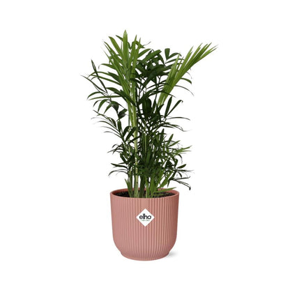 Chamaedorea Elegans Zwergbergpalme im ELHO Vibes Fold Topf rosa