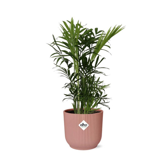 Chamaedorea Elegans Zwergbergpalme im ELHO Vibes Fold Topf rosa