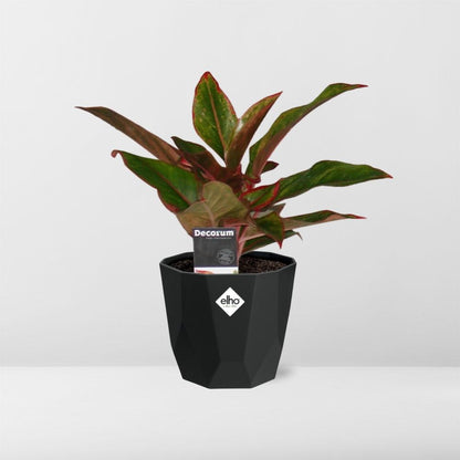 Aglaonema Crete – Pflegeleichte Zimmerpflanze 14cm Topf