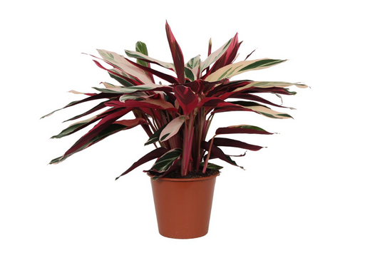 Calathea Triostar (Stromanthe) – 70 cm, Ø19 cm, pflegeleicht