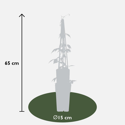 Clematis Montana 'Grandiflora' – Duftende Kletterpflanze