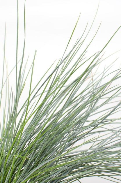 Festuca glauca Azura Blue – Silberblaues Ziergras Ø14cm