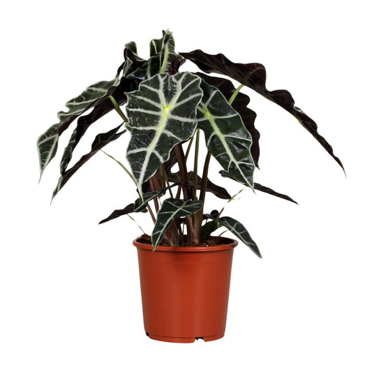 Alocasia Polly – Exotische, pflegeleichte Zimmerpflanze Ø17 cm