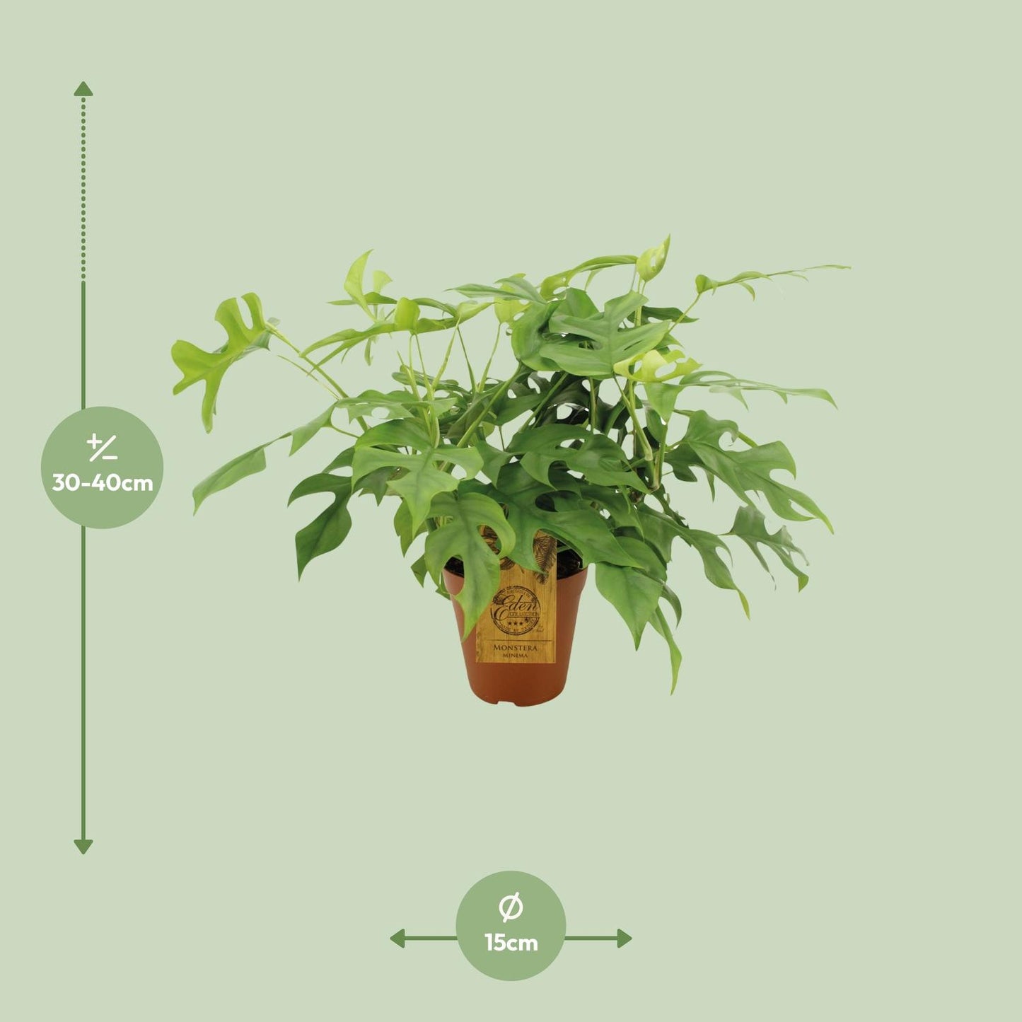 Monstera Minima – Pflegeleichte Zimmerpflanze Ø15 cm