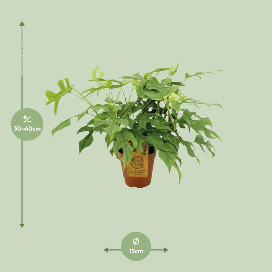 Monstera Minima – Pflegeleichte Zimmerpflanze Ø15 cm