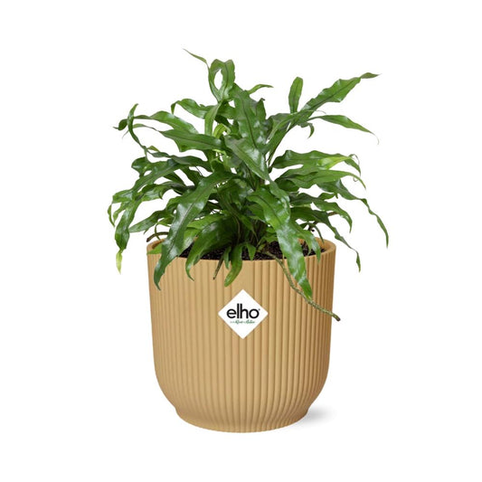 Känguru-Farn (Microsorum diversifolium) in ELHO Vibes Fold Gelb 14cm