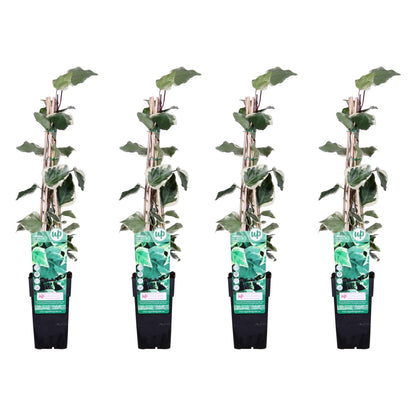 4x Hedera algeriensis 'Gloire de Maren' – Pflegeleichter Algerischer Efeu Ø15cm