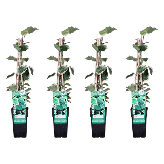 4x Hedera algeriensis 'Gloire de Maren' – Pflegeleichter Algerischer Efeu Ø15cm