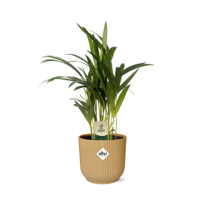 Dypsis Lutescens (Bambuspalme) 12cm im ELHO Vibes Fold Topf
