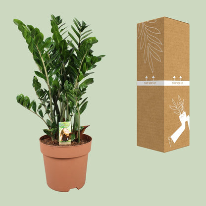 Zamioculcas Zamiifolia Ø30cm – Pflegeleichte Zimmerpflanze bis 110cm