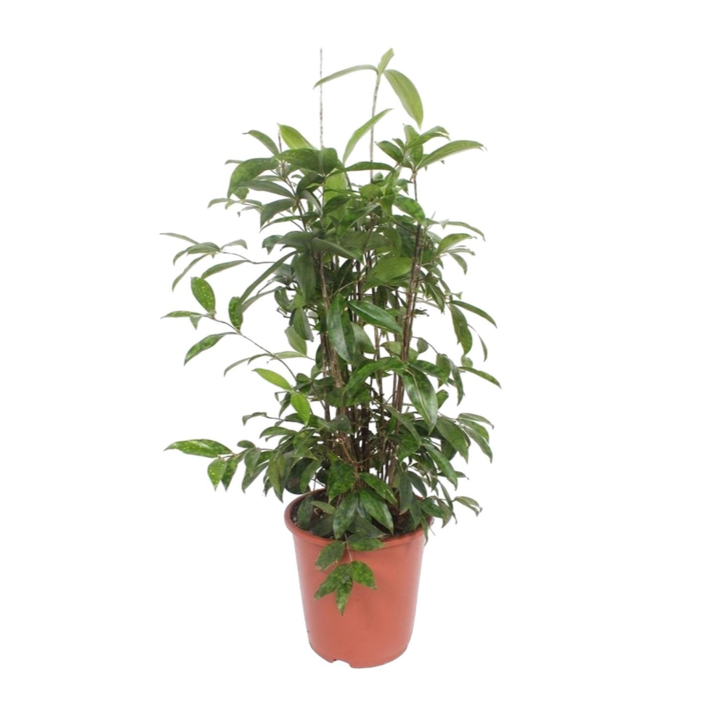Dracaena Surculosa – Pflegeleichter Drachenbaum Ø27 cm