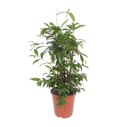 Dracaena Surculosa – Pflegeleichter Drachenbaum Ø27 cm