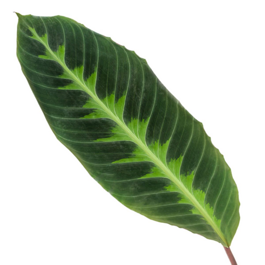 Calathea Warscewiczii – Große Blatt-Zimmerpflanze 100 cm