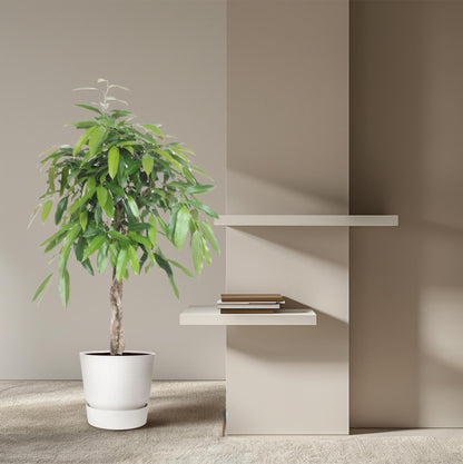 Ficus Amstel King mit geflochtenem Stamm – 140 cm