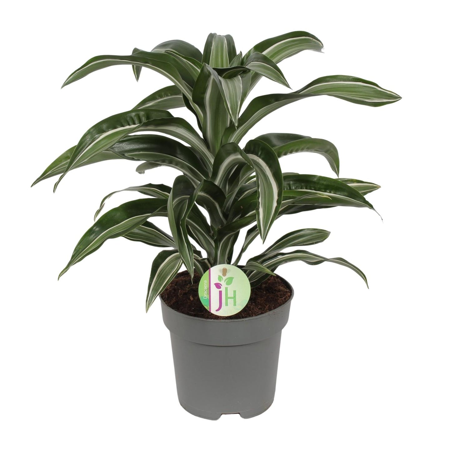 Dracaena Jade Jewel – Pflegeleichte Zimmerpflanze Ø17cm