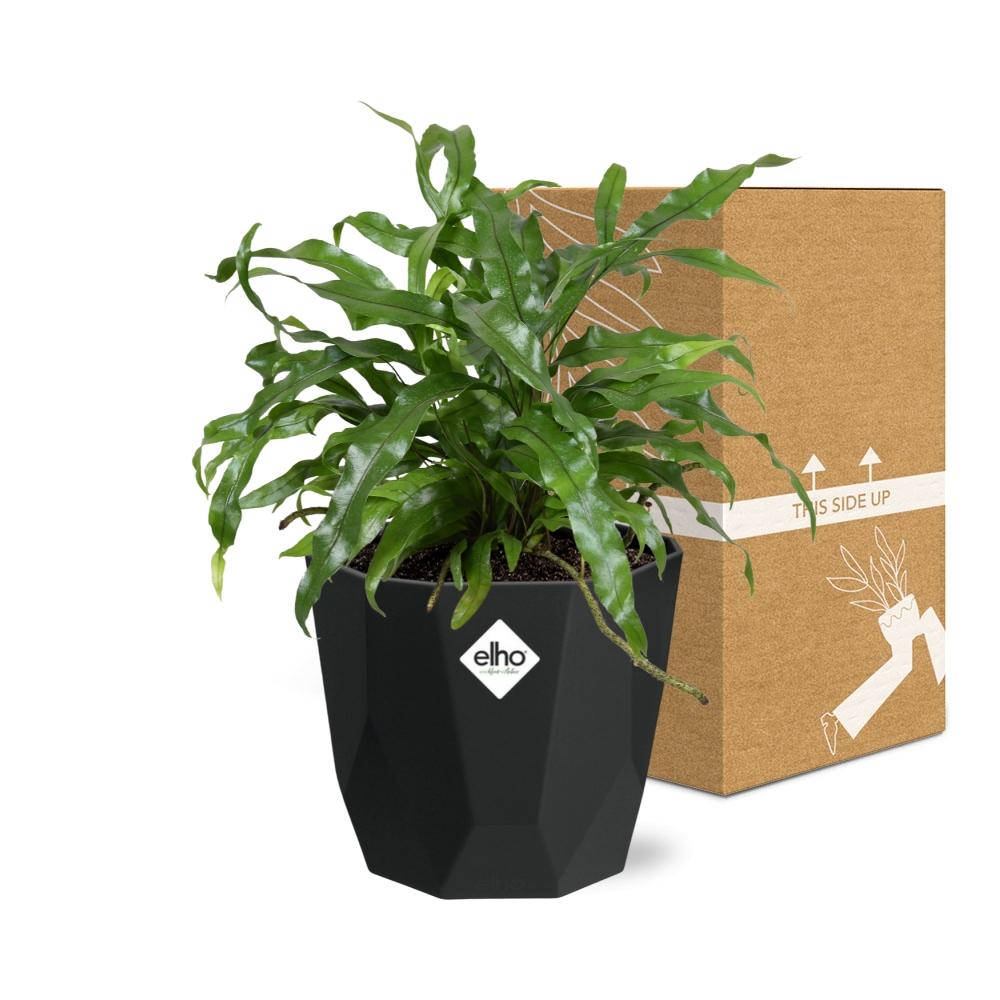 Microsorum Diversifolium – Kängurufarn 14cm Topf