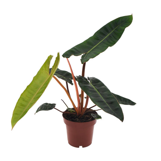 Philodendron Billietiae – Pflegeleichte Zimmerpflanze Ø12cm