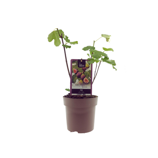 Ficus Bornholm – Pflegeleichter Zimmerbaum Ø15cm