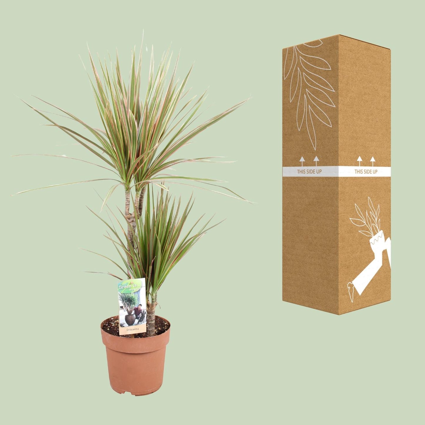Dracaena Bicolor – Pflegeleichte Zimmerpflanze Ø17cm, 80cm hoch