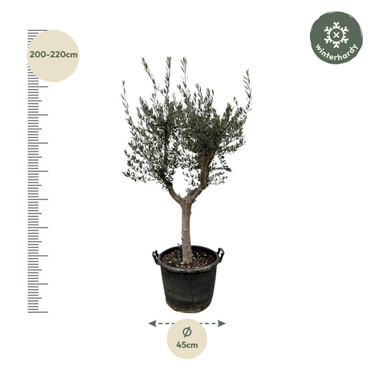 Olea Europaea Cultivo – Eleganter Olivenbaum 220 cm