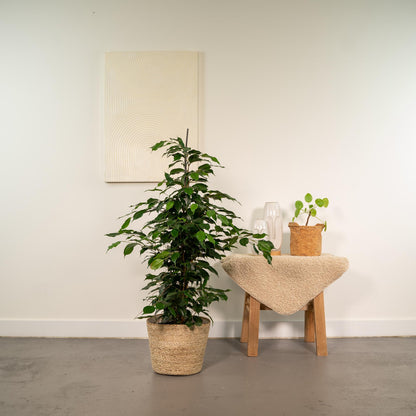 Ficus benjamina Danielle mit dekorativem Korb Ø21cm